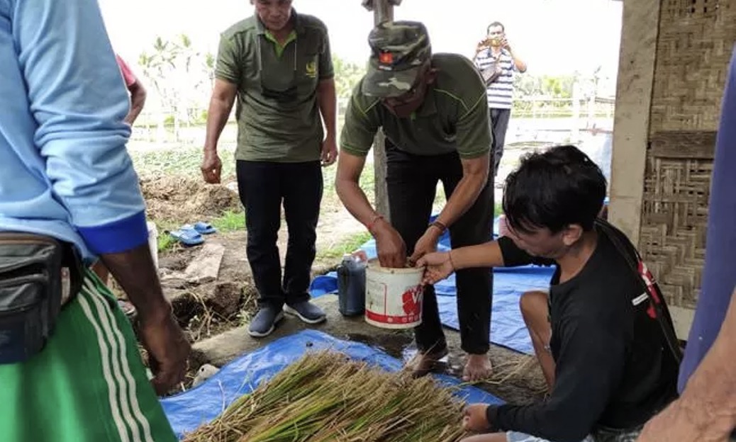 Straw Fermentation Becomes a Solution for Animal Feed During the Dry Season