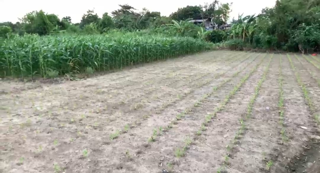 Membangun Harapan di Lahan Kering: Solusi Inovatif Menuju Ketahanan Pangan dan Lingkungan